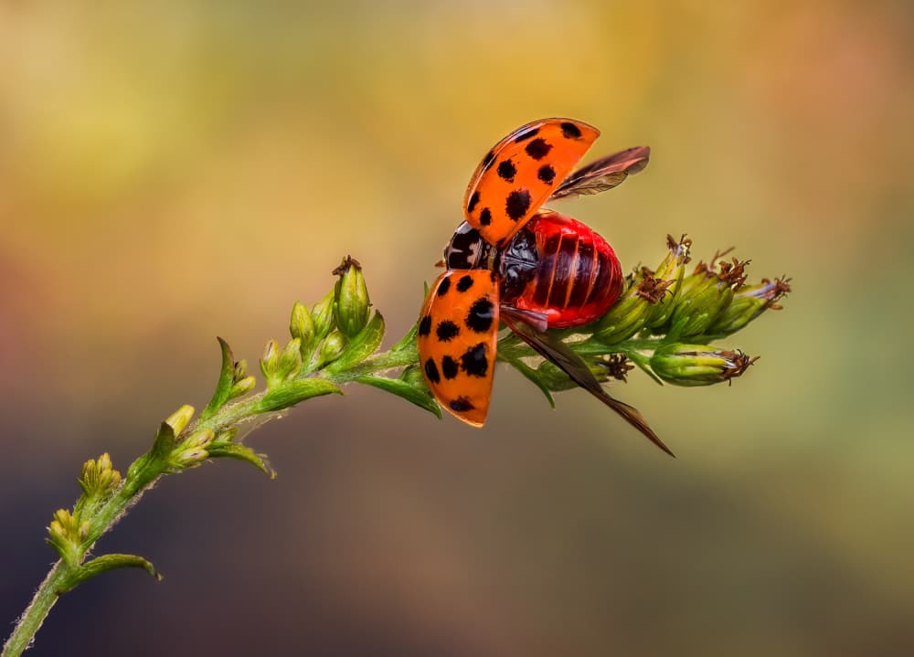 Ladybug Taking Flight by Atul Saluja — canvas wall art