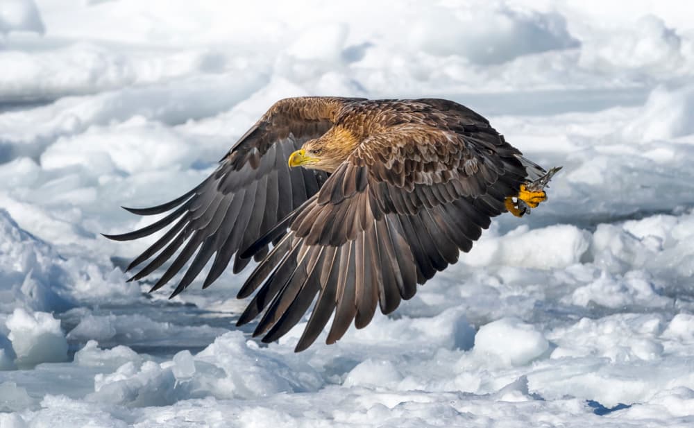 White-Tailed Eagle Flight by Larry Deng APA — canvas wall art