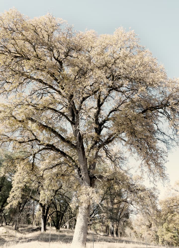 Vintage Country Tree by Gemma Bardot — canvas wall art