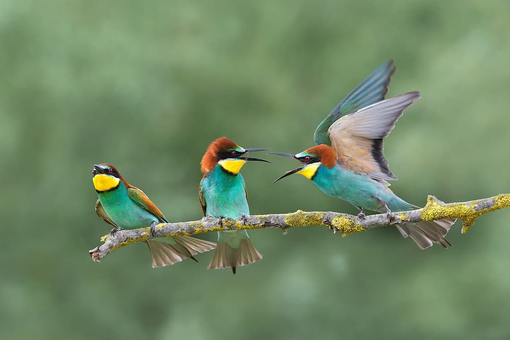 Vibrant Bee-eaters Gathering by Marco Pozzi — canvas wall art