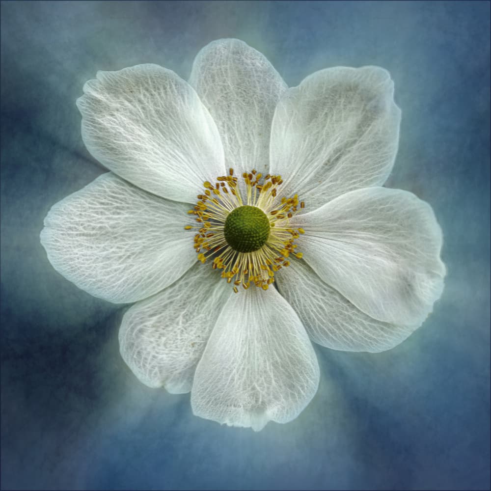Ethereal White Bloom by Gilbert Claes — canvas wall art