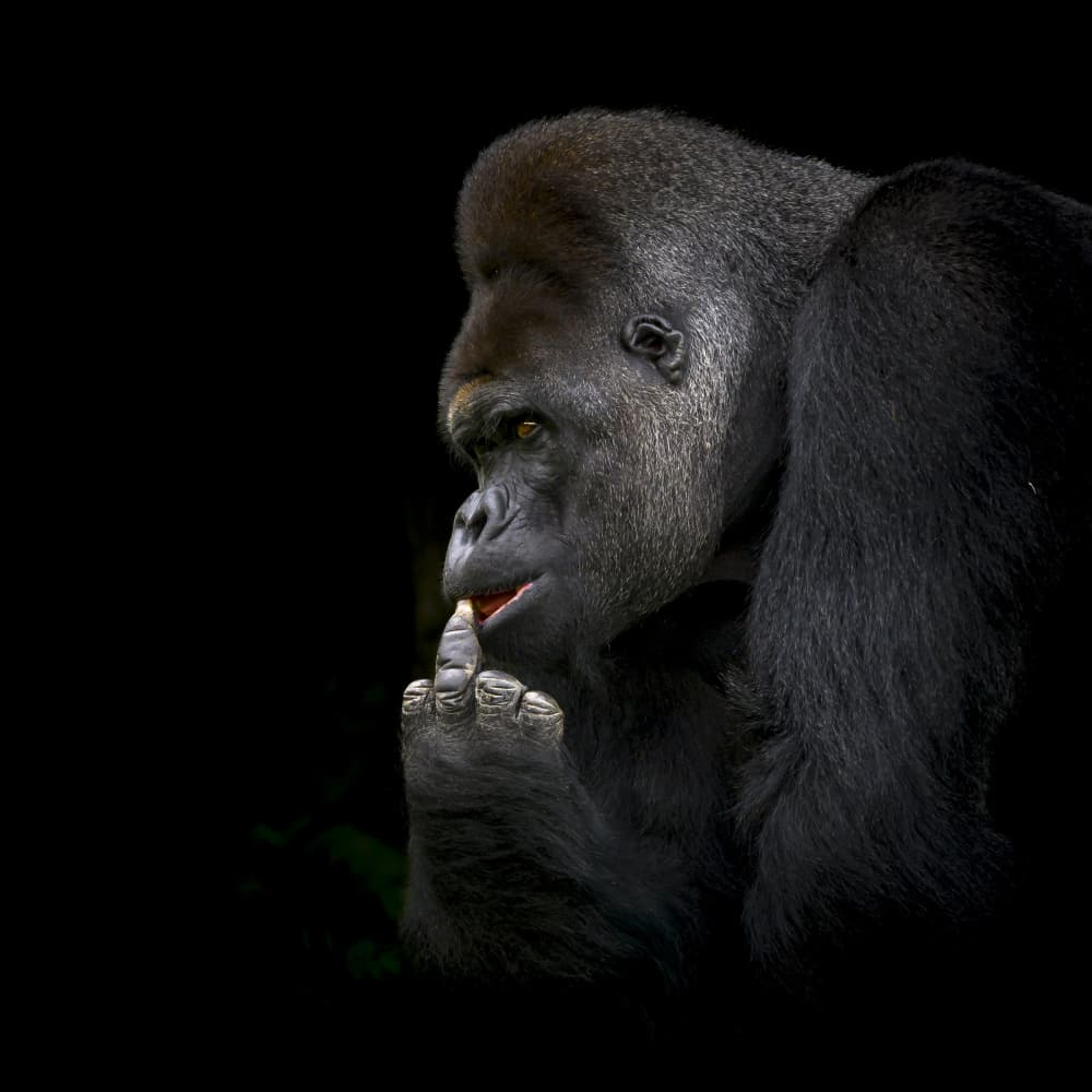 Thoughtful Gorilla Gesture by Greetje van Son — canvas wall art