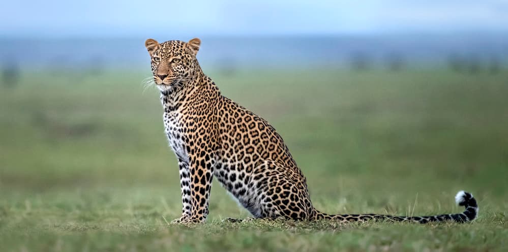 Leopard on Savannah by Xavier Ortega — canvas wall art