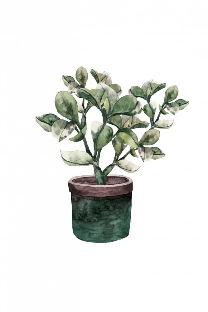 Watercolor Succulent Pot by Karen Menzenbach — canvas wall art