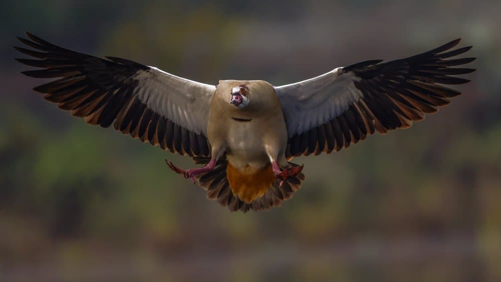 Egyptian Goose in Flight by David Manusevich — canvas wall art