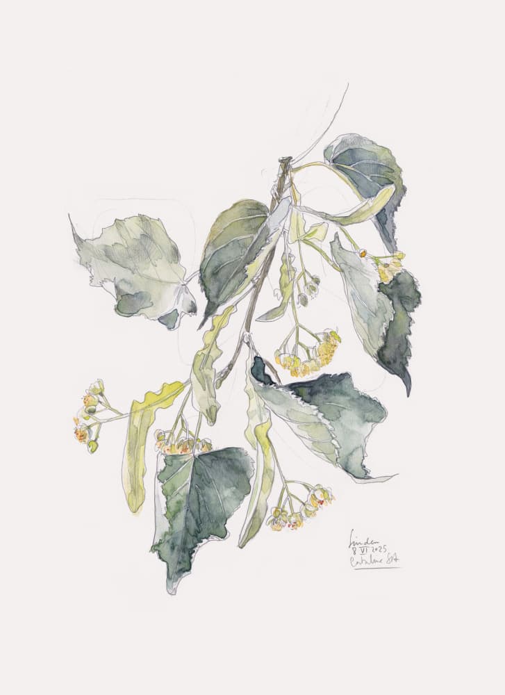 Linden Branch Watercolor by Catalina Somolinos — canvas wall art