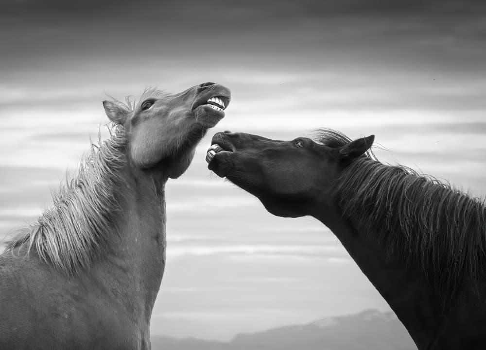 Playful Wild Horses by Ruiqing P. — canvas wall art