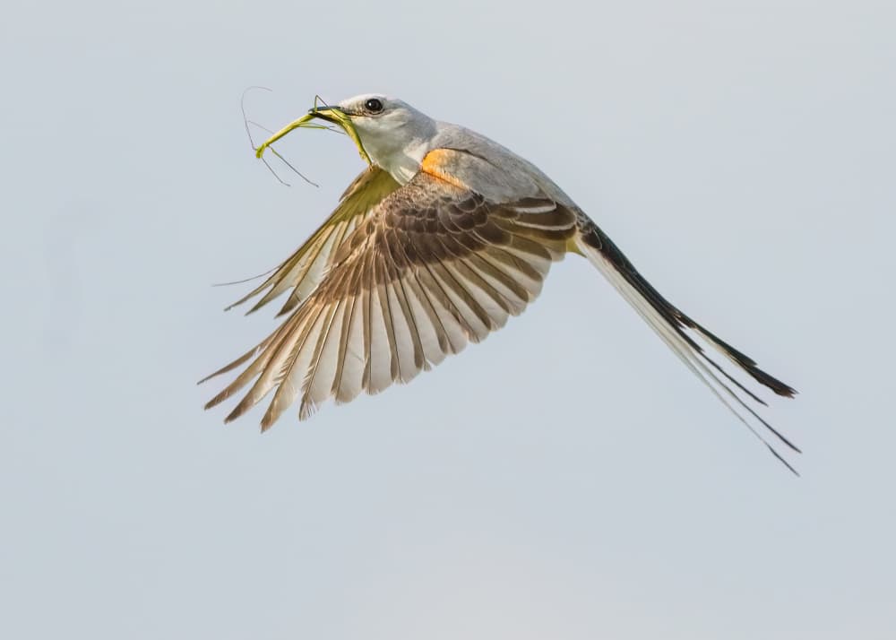 Flying Bird Nesting by Alex Li — canvas wall art
