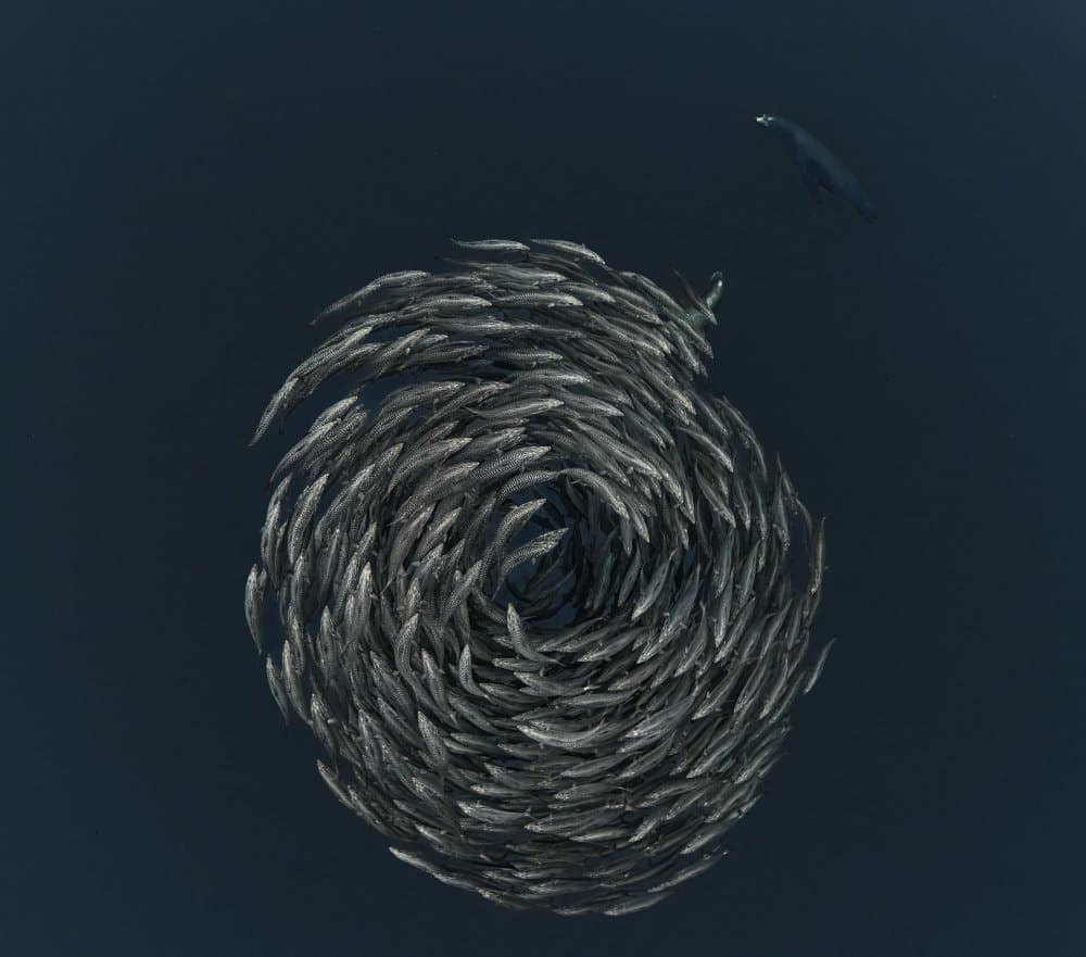 Ocean Bait Ball by Jennifer Lu — canvas wall art