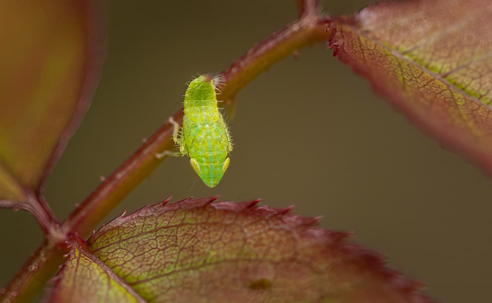 Vibrant Leaf Nymph by Molly Fu APA — canvas wall art