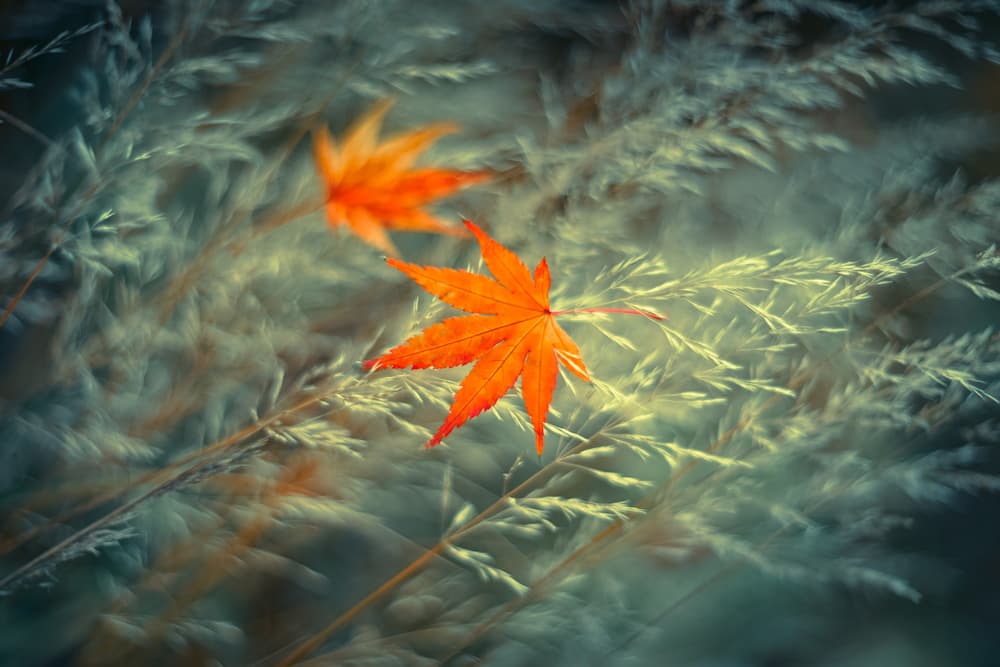 Dreamy Autumn Leaves by Shihya Kowatari — canvas wall art