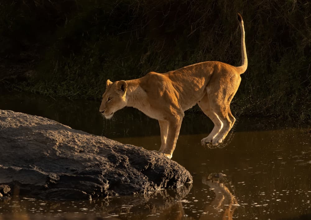 African Lioness Reflection by Judy Tseng — canvas wall art