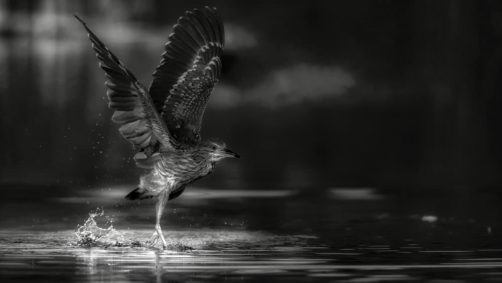 Heron Takes Flight by David Manusevich — canvas wall art