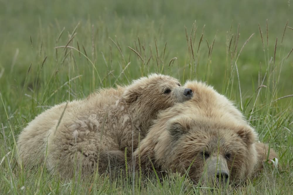 Grizzly Bear Cuddle by Linda D Lester — canvas wall art