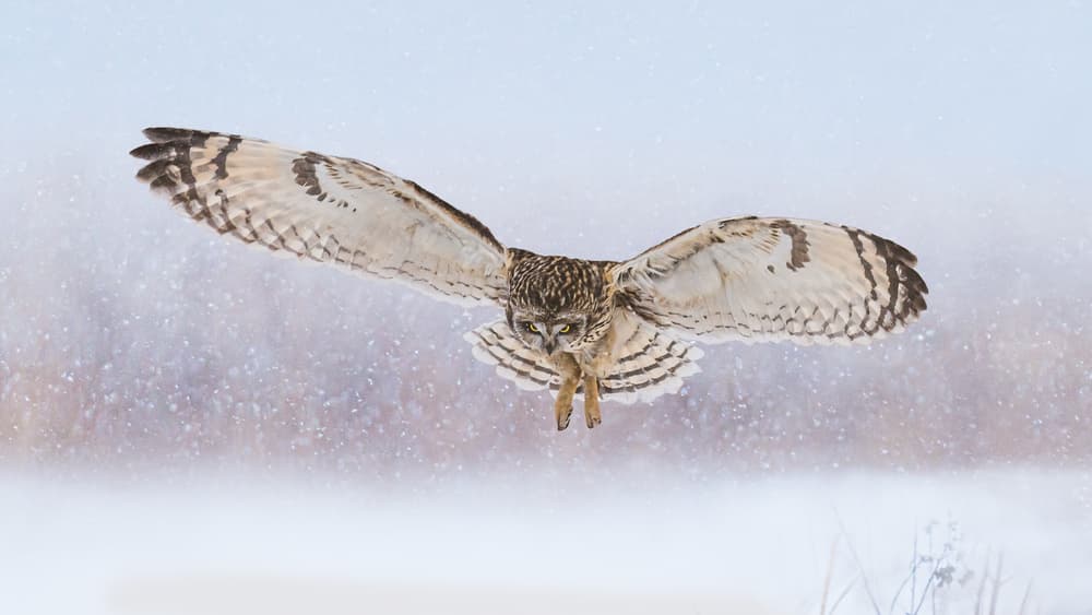 Majestic Owl Flight by James Cai — canvas wall art