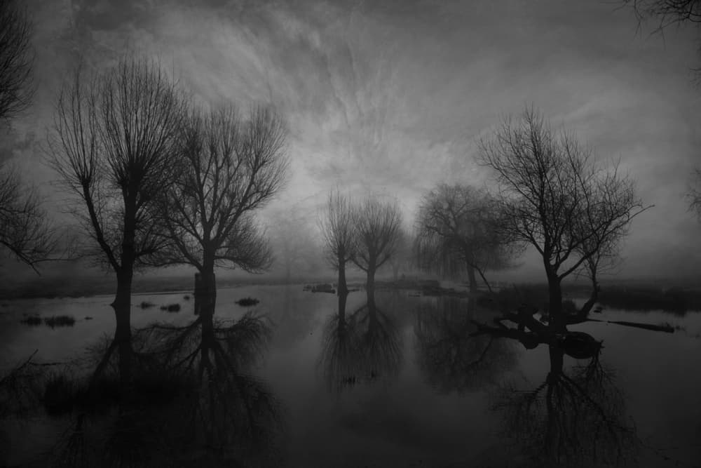 Misty Bare Trees by Robert Fabrowski — canvas wall art