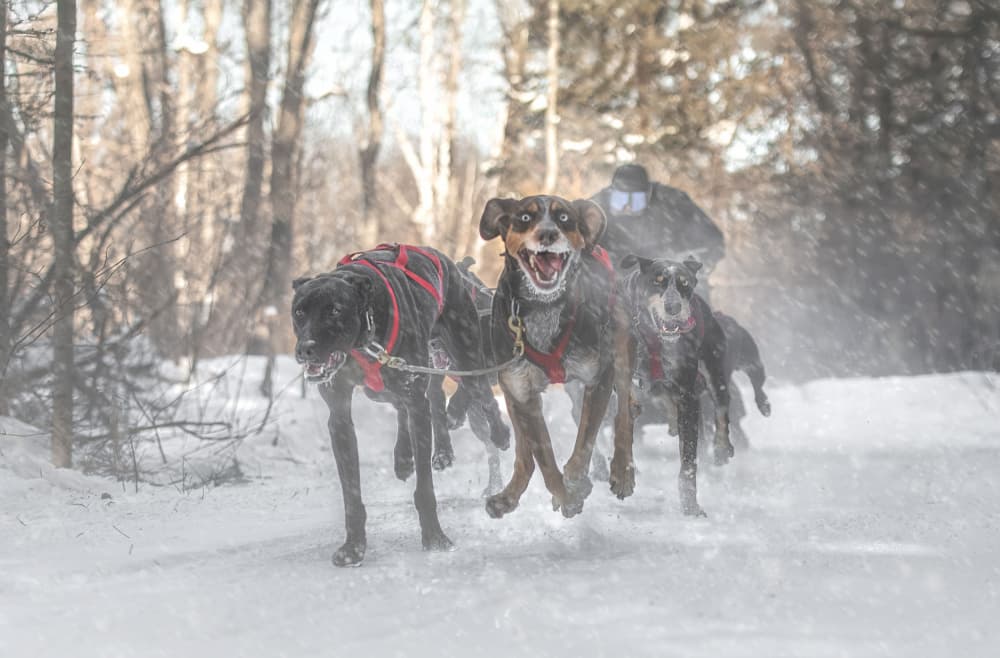 Sled Dog Dash by Larry Deng APA — canvas wall art