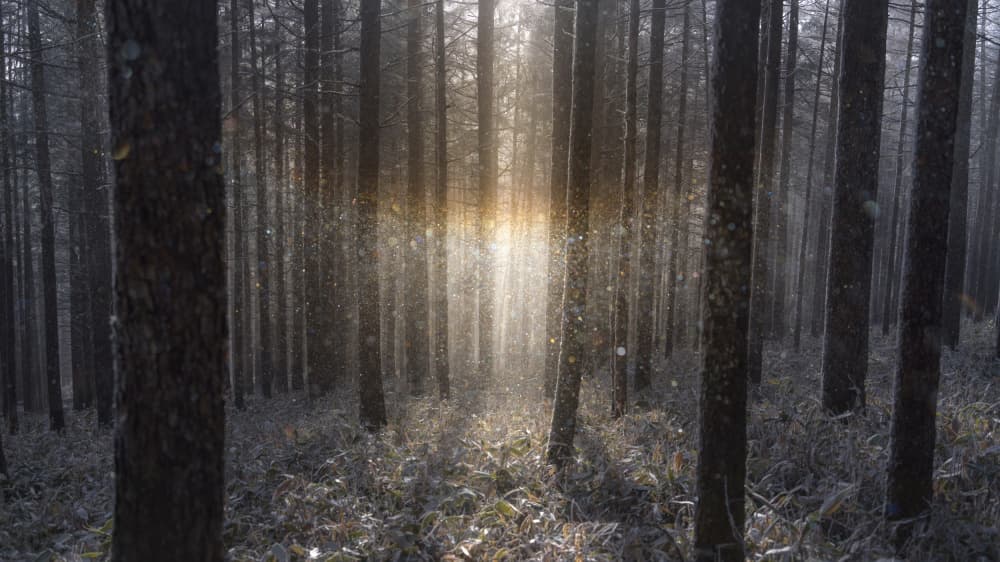Magical Winter Forest by Masaki Sugita — canvas wall art