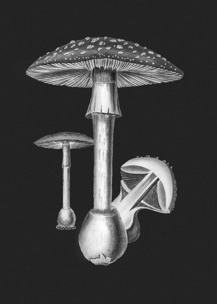 Amanita Muscaria Dark Background BW by John Stephenson and James Morss Churchill — canvas wall art