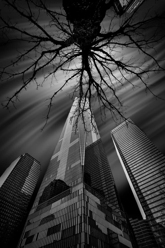 Urban Nature Contrast by Jackson Carvalho — canvas wall art
