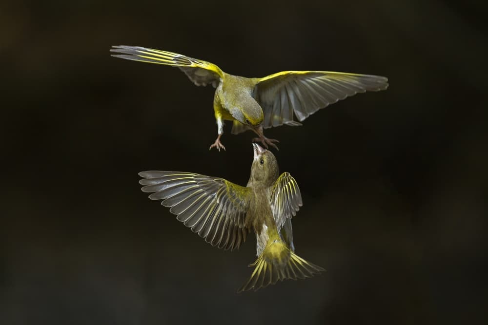 Greenfinch Aerial Showdown by Marco Redaelli — canvas wall art