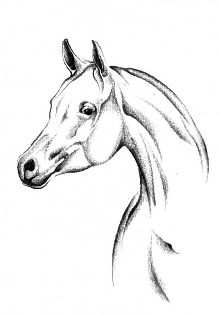 Elegant Horse Sketch by Kulik — canvas wall art