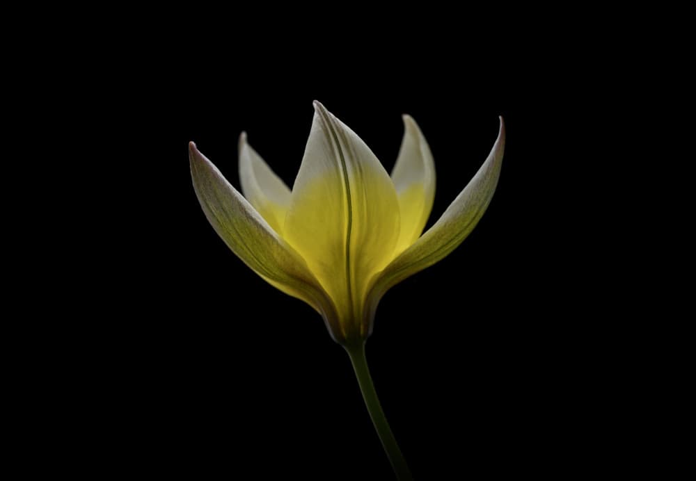 Glowing Yellow Bloom by Lotte Grønkjær — canvas wall art