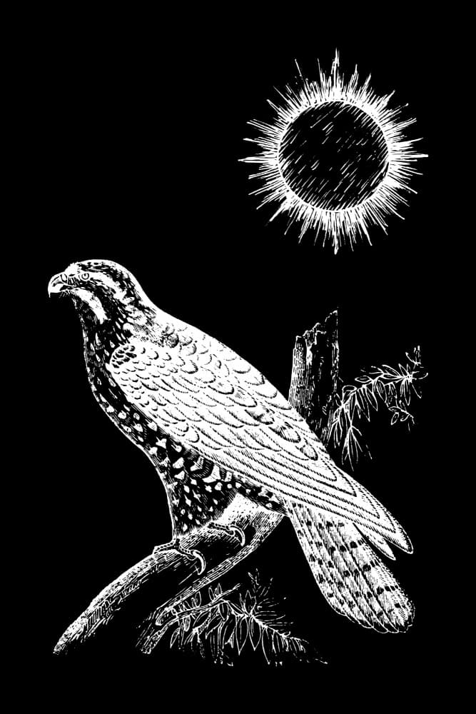Solar Eclipse Falcon by Hussein Abdel Aal — canvas wall art