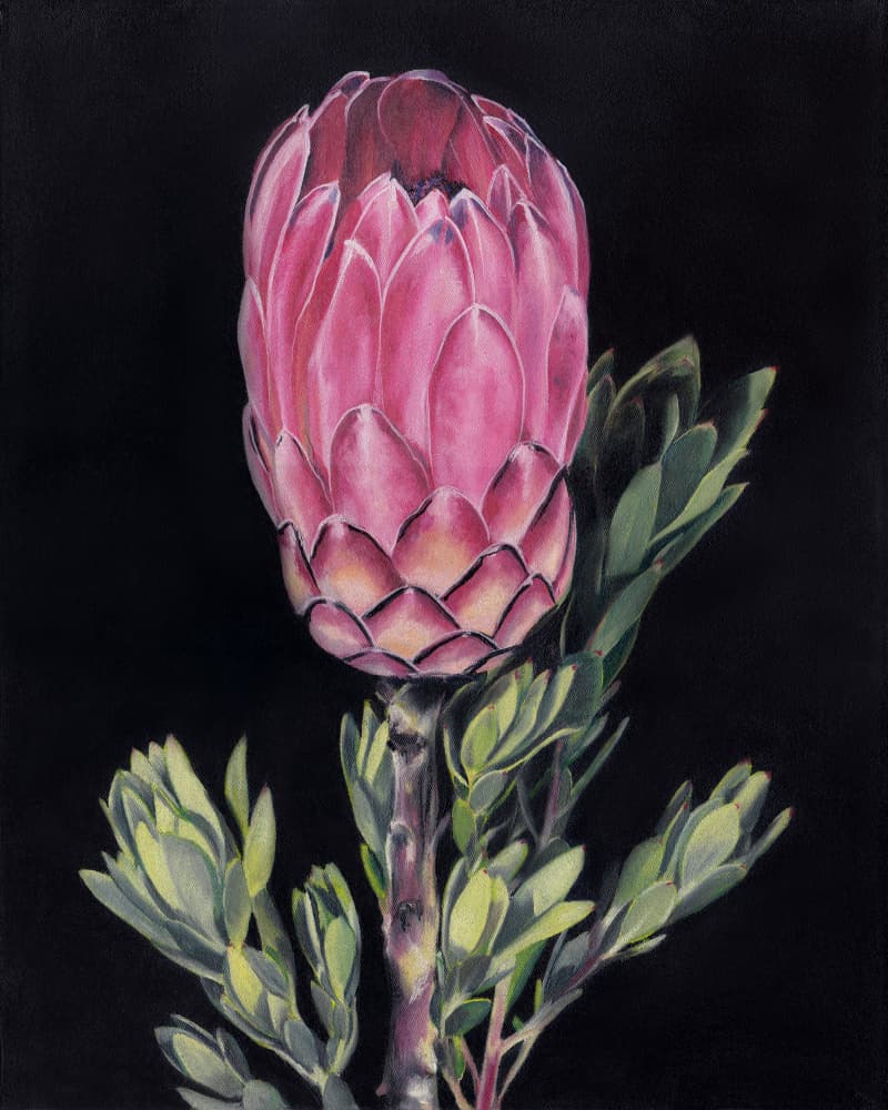 Vibrant Pink Protea by Viccy Wanliss — canvas wall art
