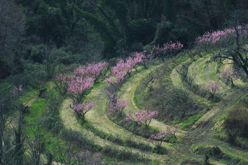 Spring Orchard Bloom by Jure Kravanja — canvas wall art