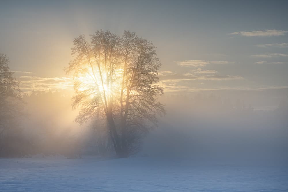 Golden Light Through Fog by Ulrike Eisenmann — canvas wall art