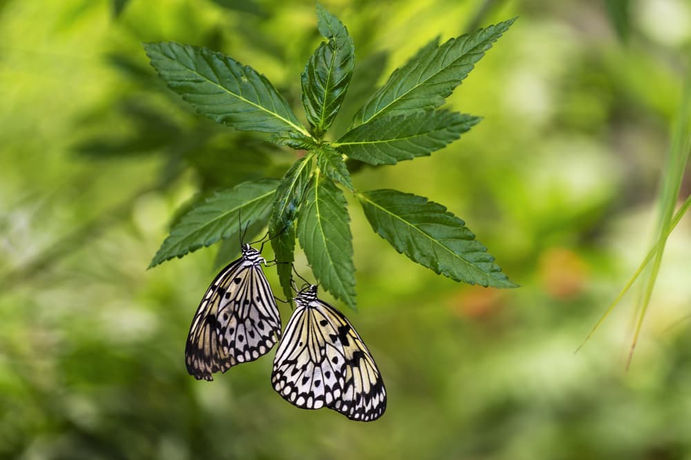 Two Butterflies Resting by Manuel Jose Guillen Abad — canvas wall art