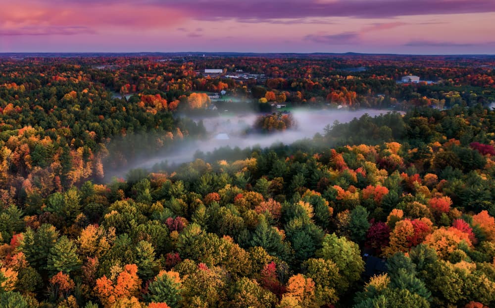 Misty Autumn Forest by Jenny Qiu — canvas wall art