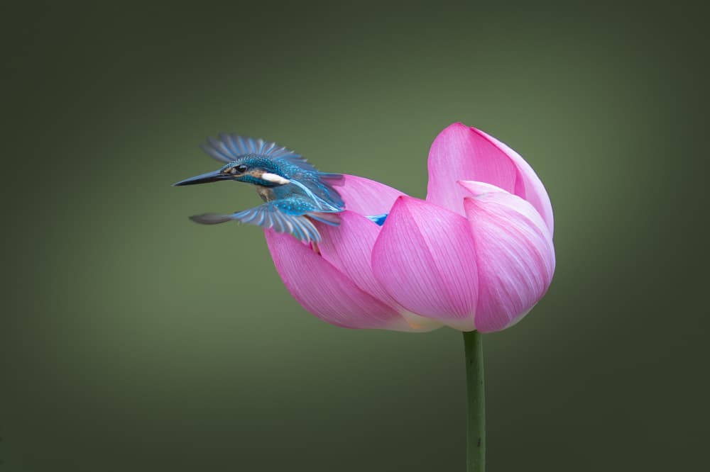 Blue Bird Pink Lotus by tianhuayu — canvas wall art