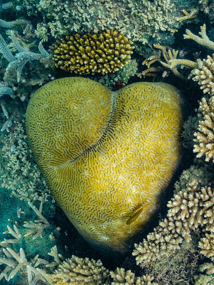 Vibrant Coral Heart by Serge Melesan — canvas wall art