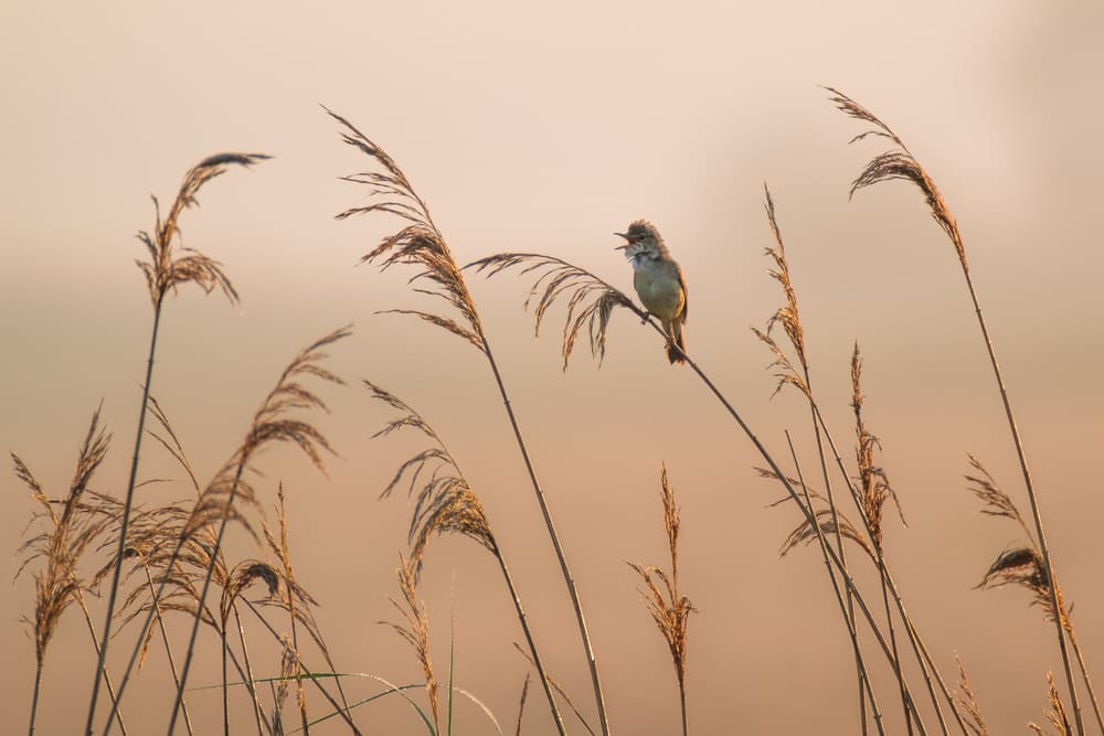Golden Hour Songbird by Damian Stopczynski — canvas wall art