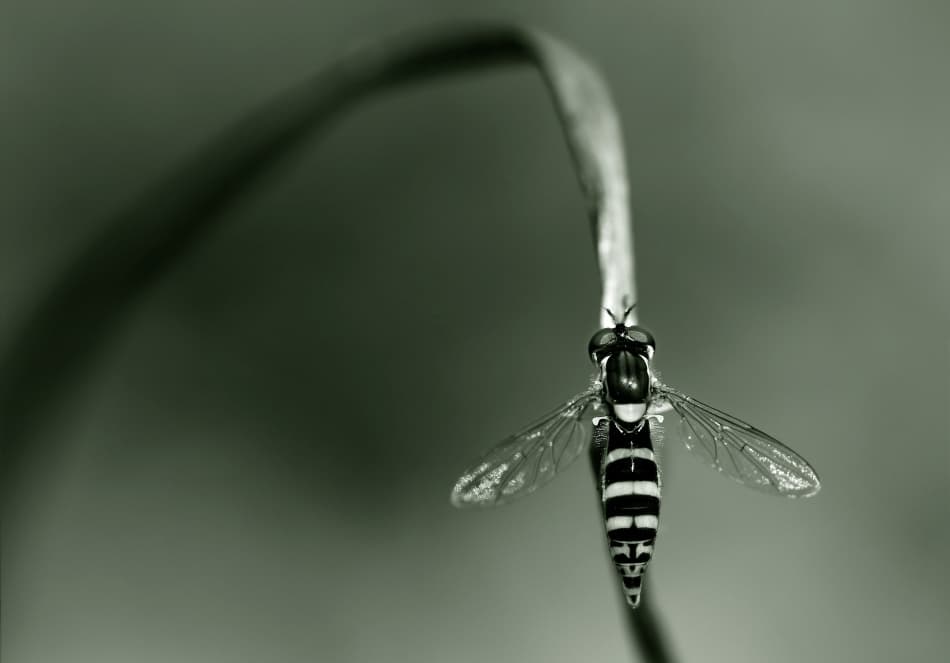 Striped Fly Portrait by Niels Christian Wulff — canvas wall art