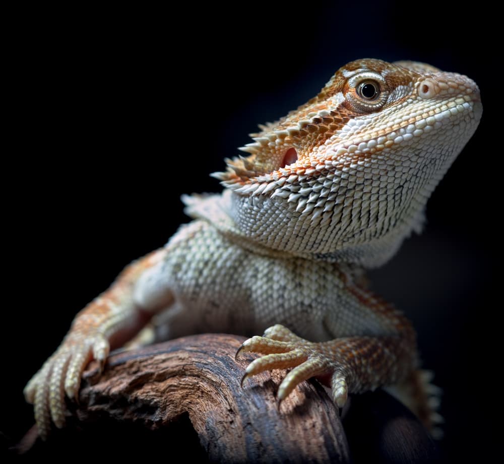 Bearded Dragon Portrait by Jorge Feteira — canvas wall art
