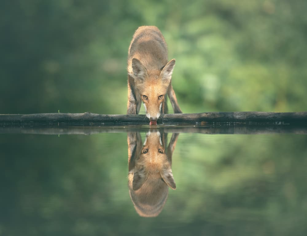 Forest Fox Reflection by Larry Deng APA — canvas wall art