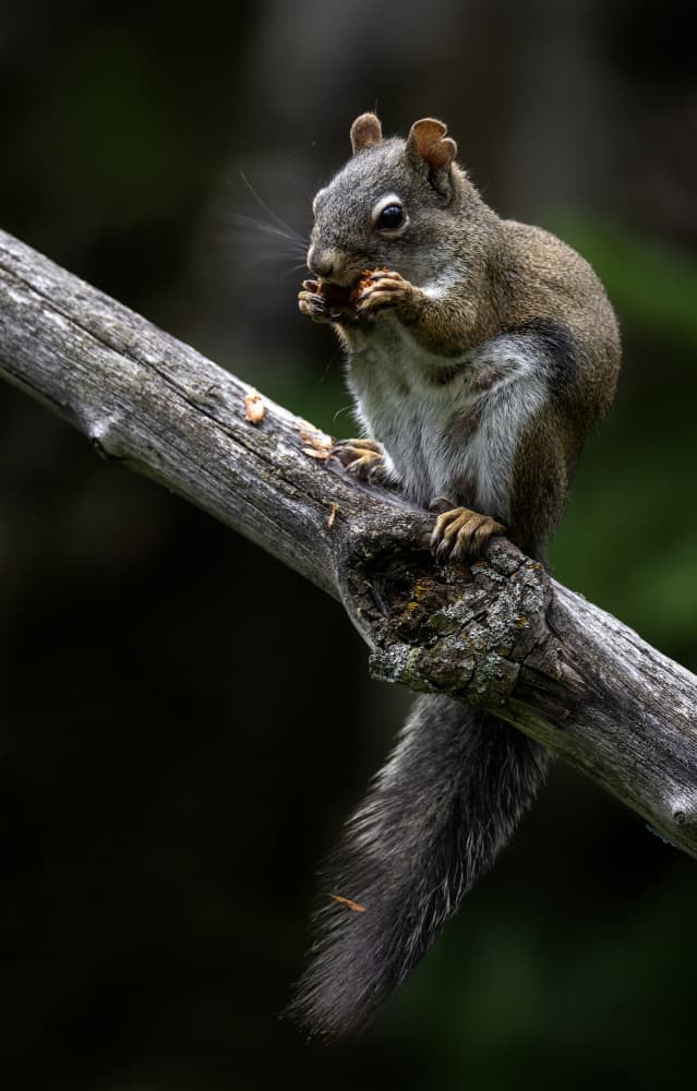 Woodland Squirrel Snack by verdon — canvas wall art