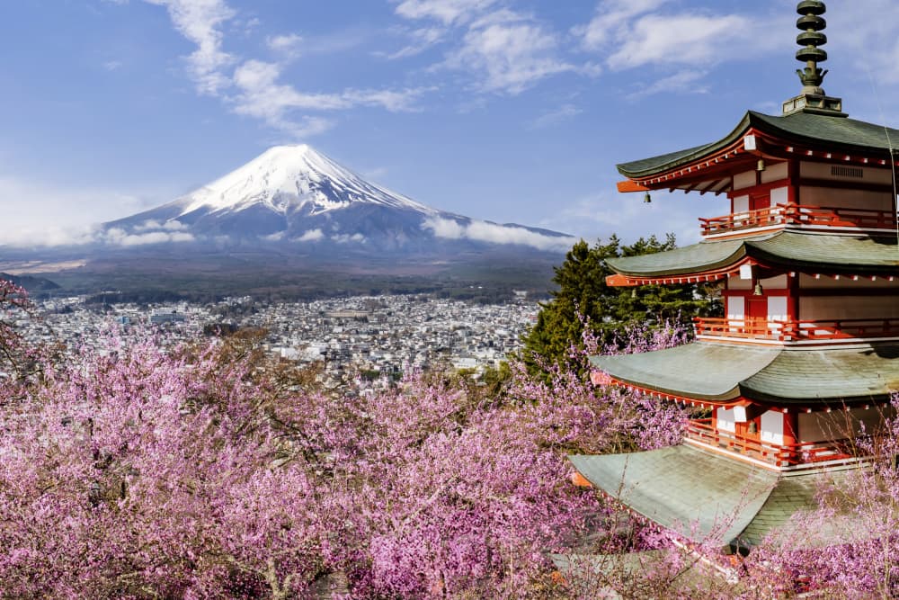 Mount Fuji Blossoms Pagoda by Melanie Viola — canvas wall art