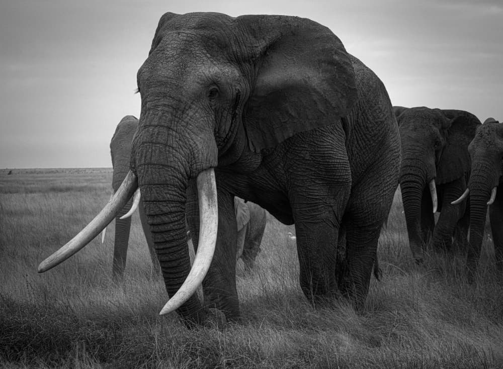 Majestic African Tusker by Hamza Qarooni — canvas wall art
