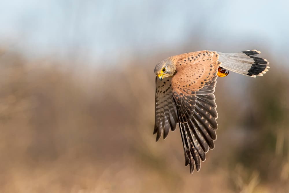 Majestic Kestrel in Flight by Marco Redaelli — canvas wall art