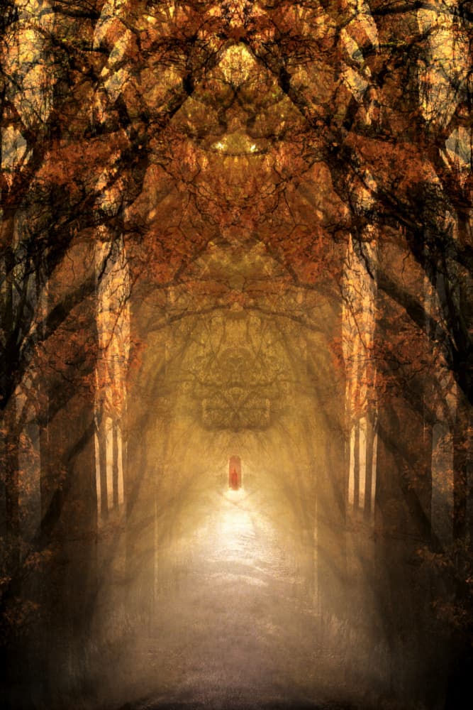 Mystical Forest Tunnel by Christina Sillen — canvas wall art