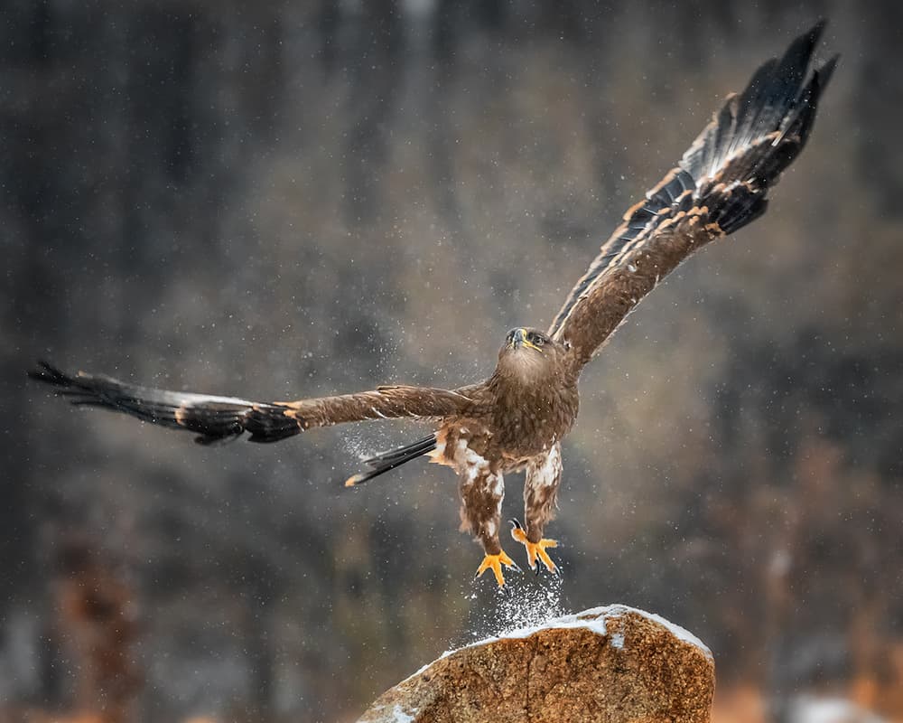 Eagle Takes Flight Winter by Annie Poreider — canvas wall art