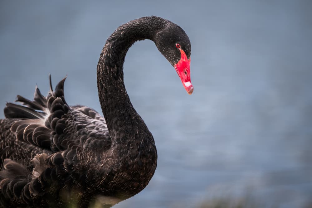 Elegant Black Swan by Allen SDCA — canvas wall art