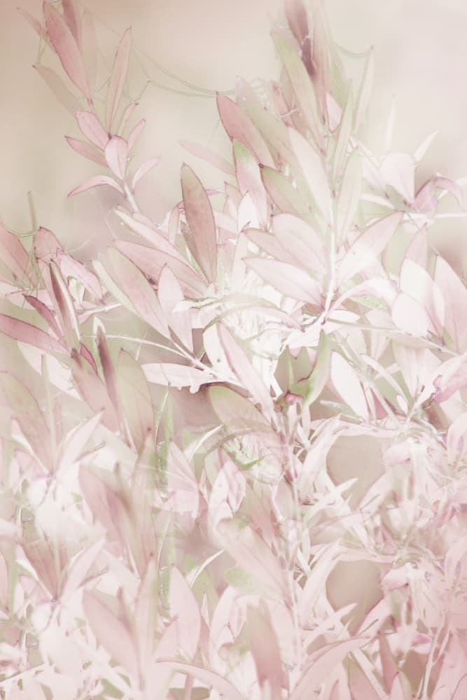 Soft Pink Botanicals by Christina Sillen — canvas wall art