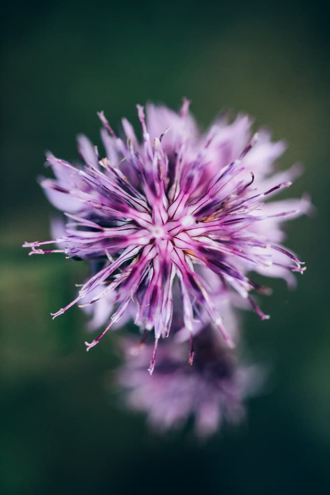 Purple Thistle Bloom by Javier Pardina — canvas wall art