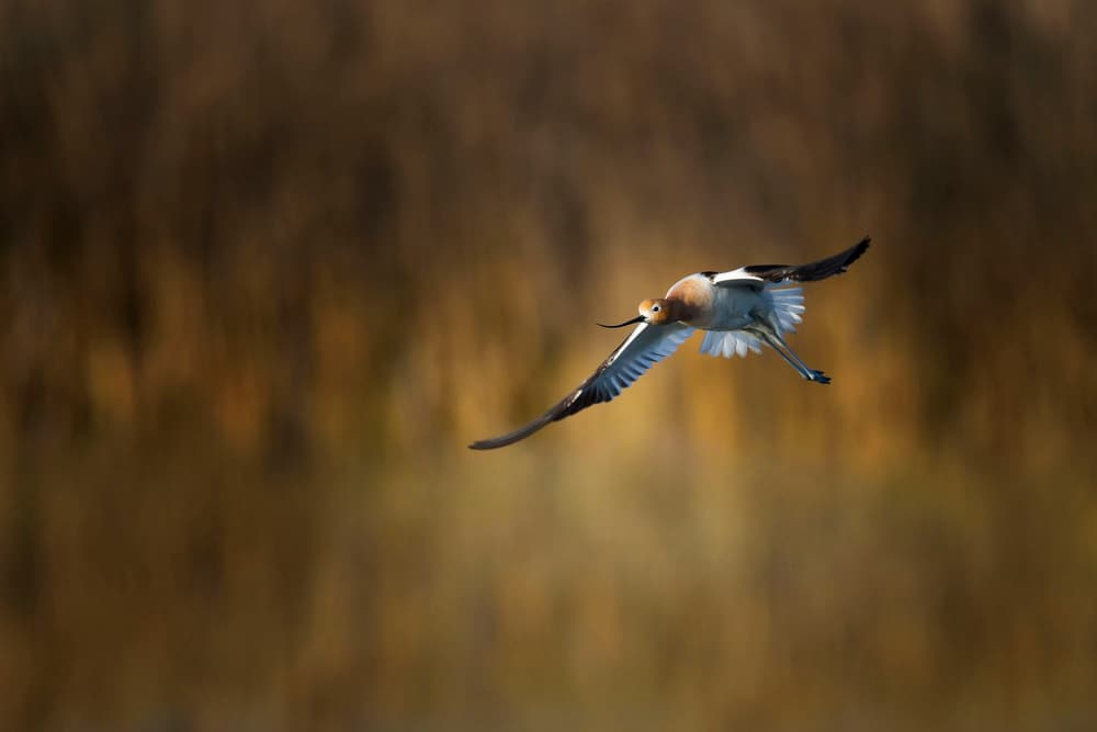 Graceful Avocet Flight by Phillip Chang — canvas wall art