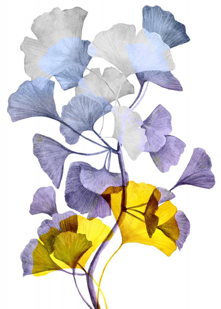 Colorful Ginkgo Leaves by Justyna Jaszke — canvas wall art